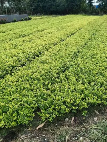 松江城市道路绿化养护成本