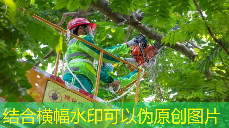 双鸭山市政道路绿化树苗种类大全